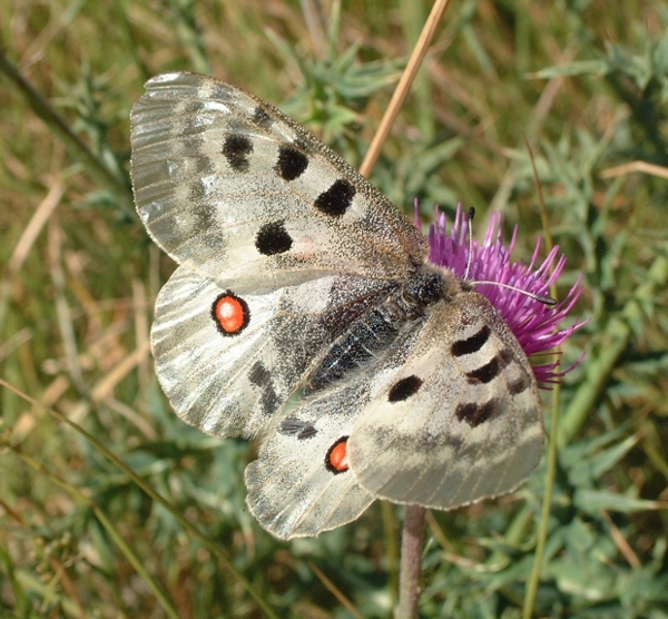 Parnassius apollo